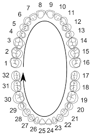 The Reasons for Tooth Numbering from Your Dentist in The Reasons for Tooth Numbering from Your Dentist in