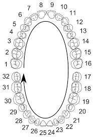 teeth numbers quadrants